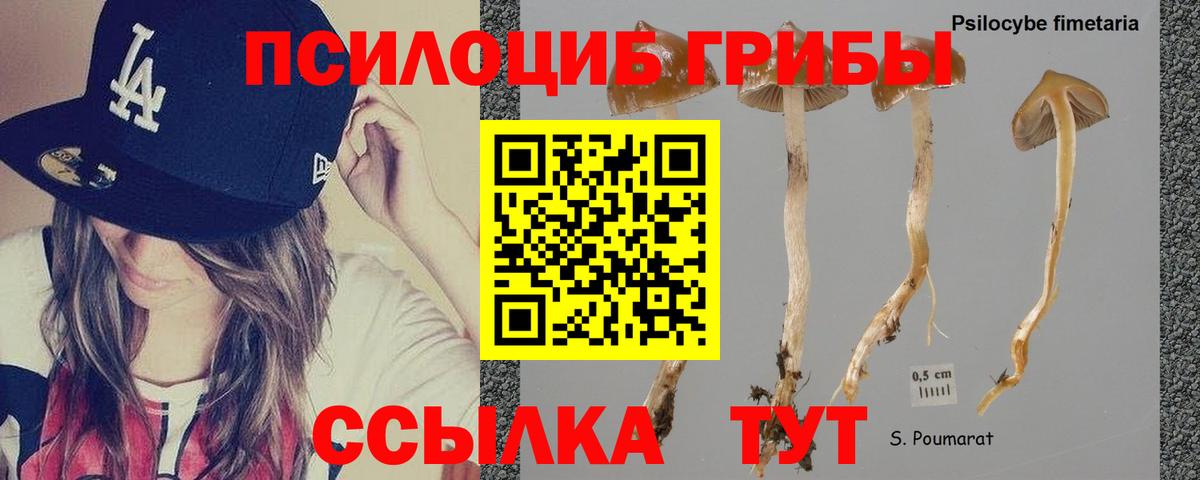 Пугачёв  Галлюциногенные грибы Psilocybine cubensis  Вход с VPN 